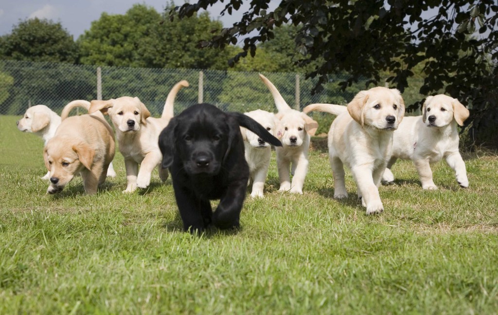 Guide Dogs
